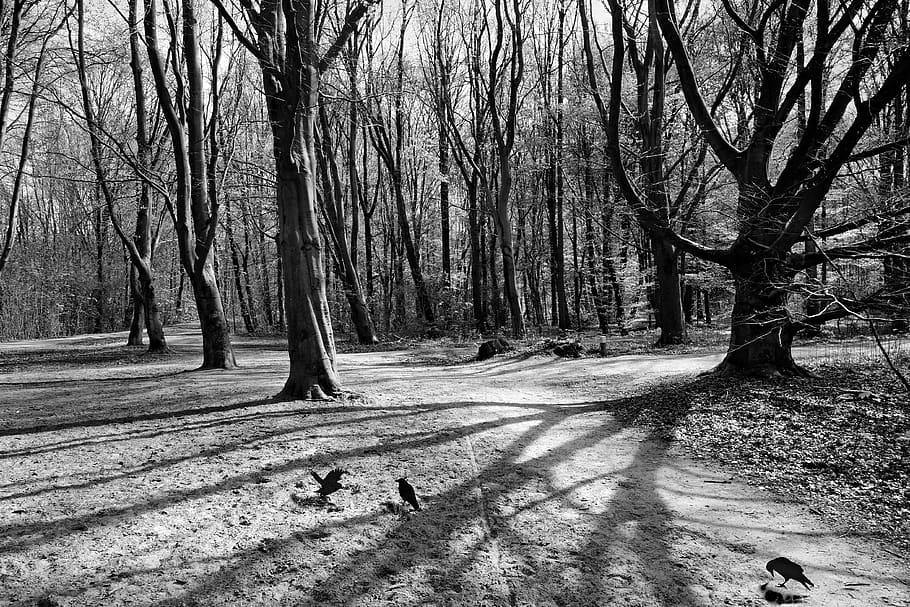 forest, tree, path, clearing, shadows, crow, bird, landscape HD wallpaper