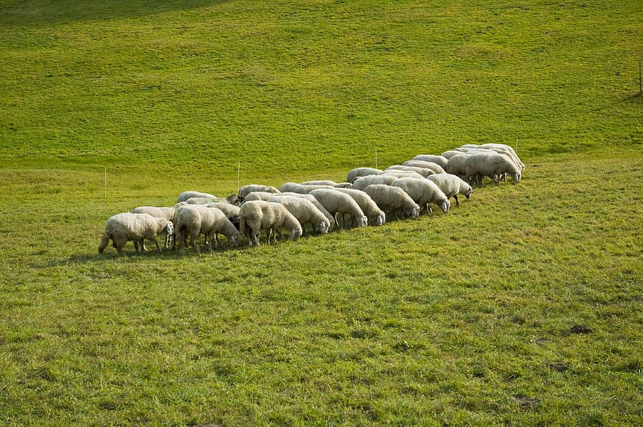 sheep, flock, animals, pasture, alm, meadow, landscape, lamb HD wallpaper