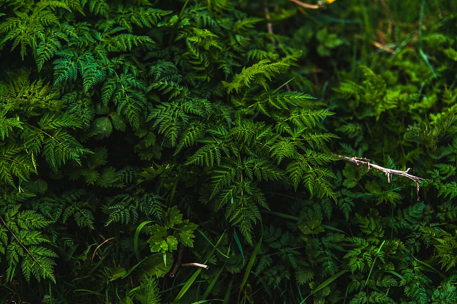 green leafed plants, green color, growth, plant part, beauty in nature HD wallpaper