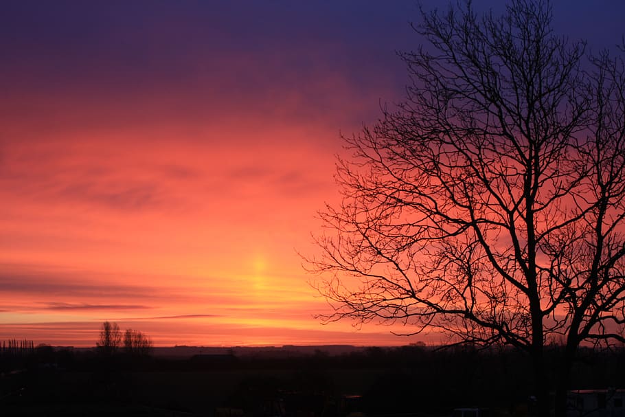 sunset, tree, silhouette, sky, bare tree, orange color, beauty in nature HD wallpaper
