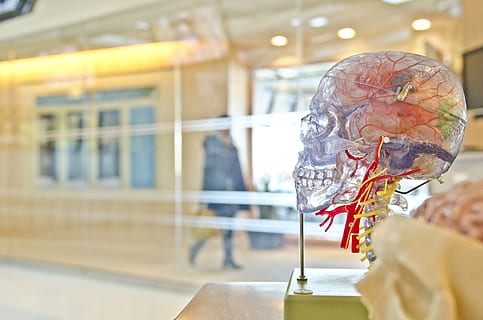 skull, brain, head, science, medical, exhibit, display, anatomy HD wallpaper