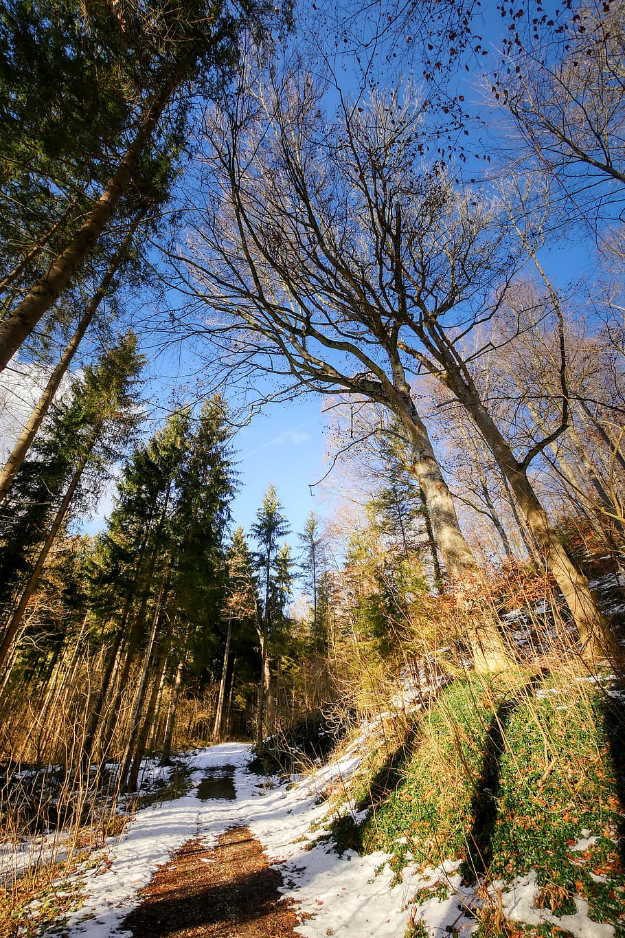 forest, away, tree, path, forest path, landscape, winter, snow HD wallpaper