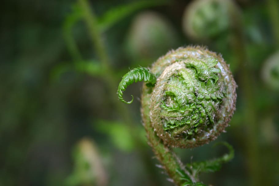 fern, butt, plants, green color, close-up, growth, no people HD wallpaper