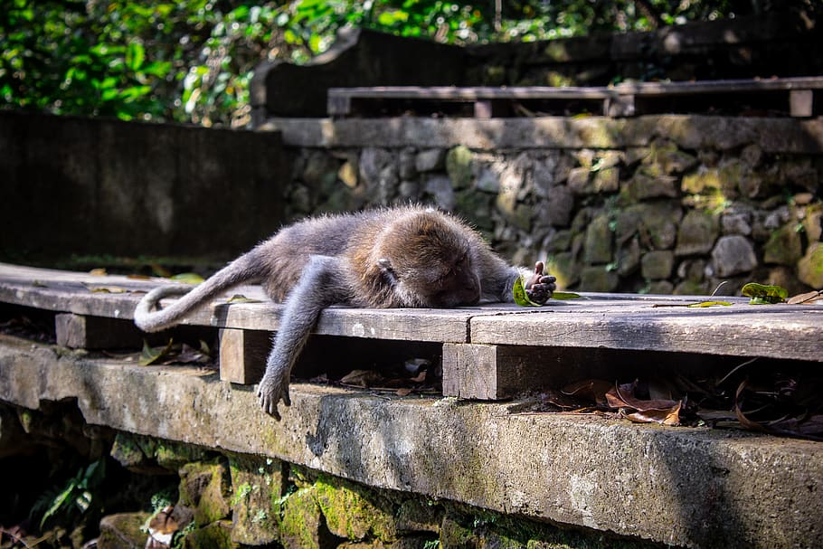 brown monkey lying on brown wooden surface, indonesia, ubud, animal, HD wallpaper