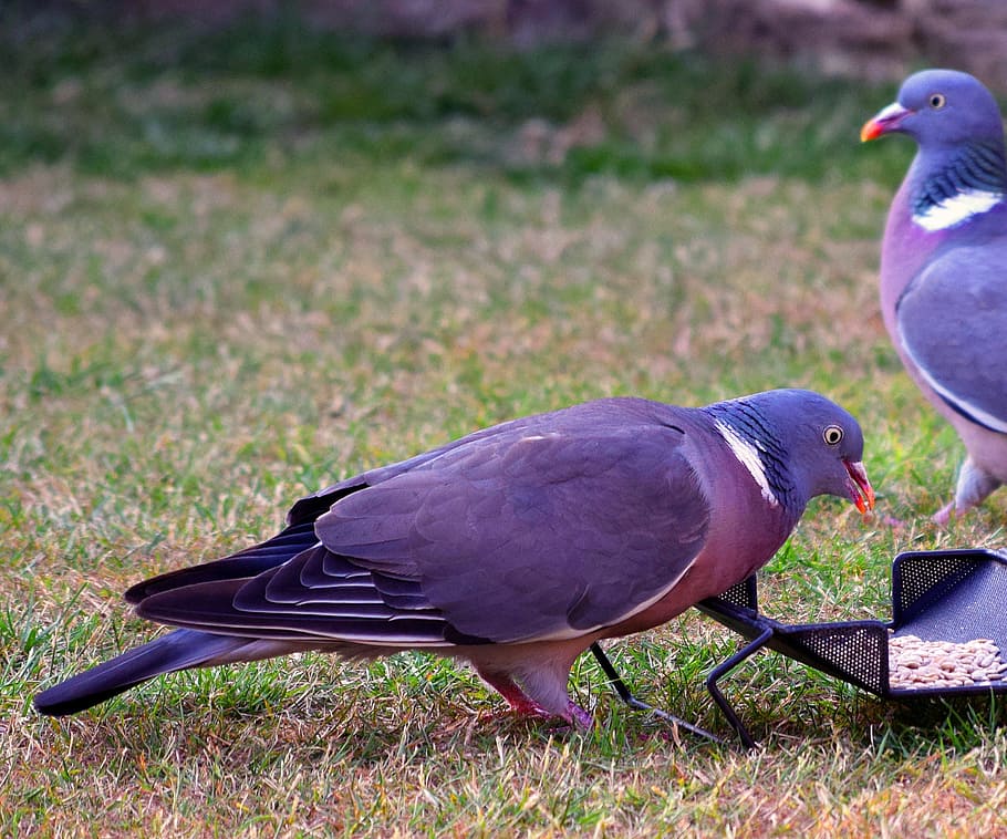 Wood pigeon feeding in a garden in Southeast England, bird, columba palumbus, HD wallpaper
