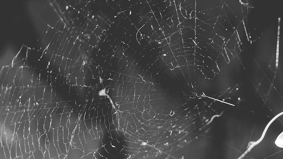 spain, vinaròs, web, old, wind, spider, black and white, animals HD wallpaper