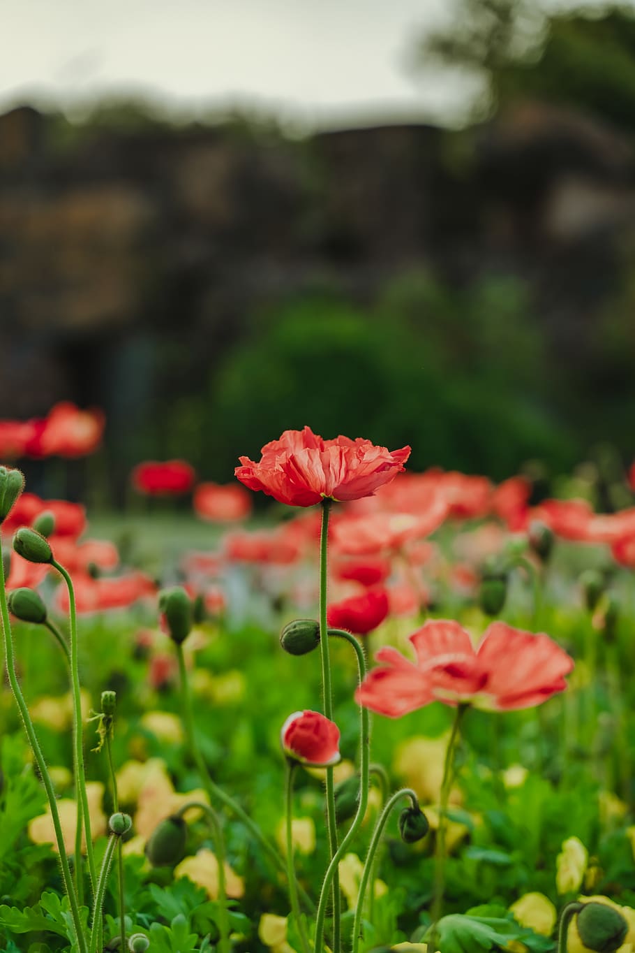 red-petaled flower, flowering plant, vulnerability, freshness HD wallpaper