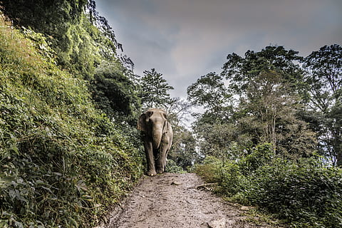 brown elephant walking at middle of walkway beside tree, path HD wallpaper