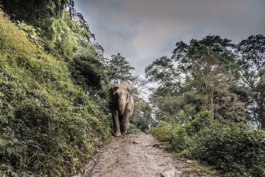 brown elephant walking at middle of walkway beside tree, path