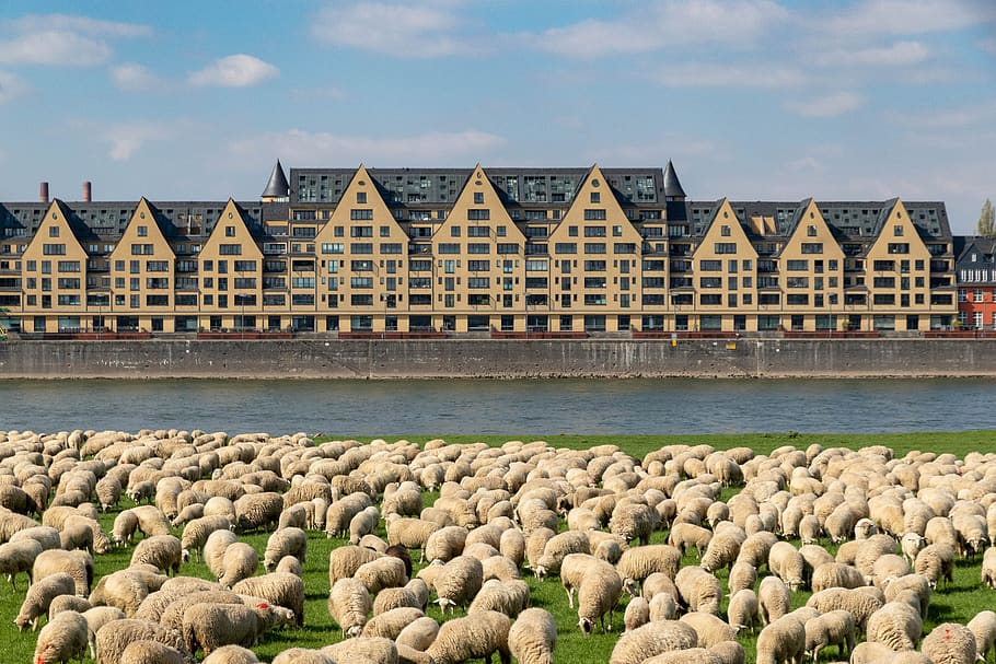 cologne, rhine, germany, architecture, building, river, north rhine westphalia HD wallpaper