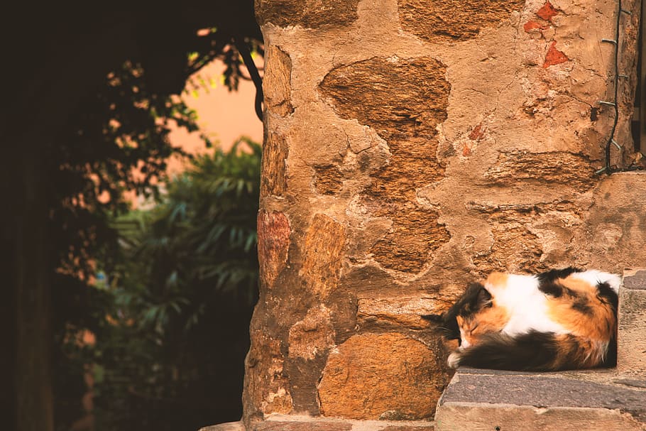 cat, fluffy, kitty, sweet, cute, mediterranean, fur, furry HD wallpaper