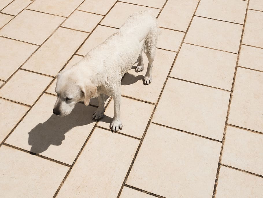 yellow dog standing on ceramic tile, sunlight, shadow, pet, animal HD wallpaper