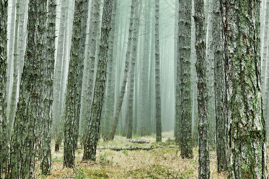 wood, tree, forest, pine forest, conifers, fog, nature, plant HD wallpaper