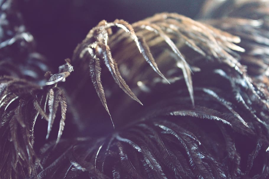 close-up, no people, selective focus, backgrounds, pattern HD wallpaper