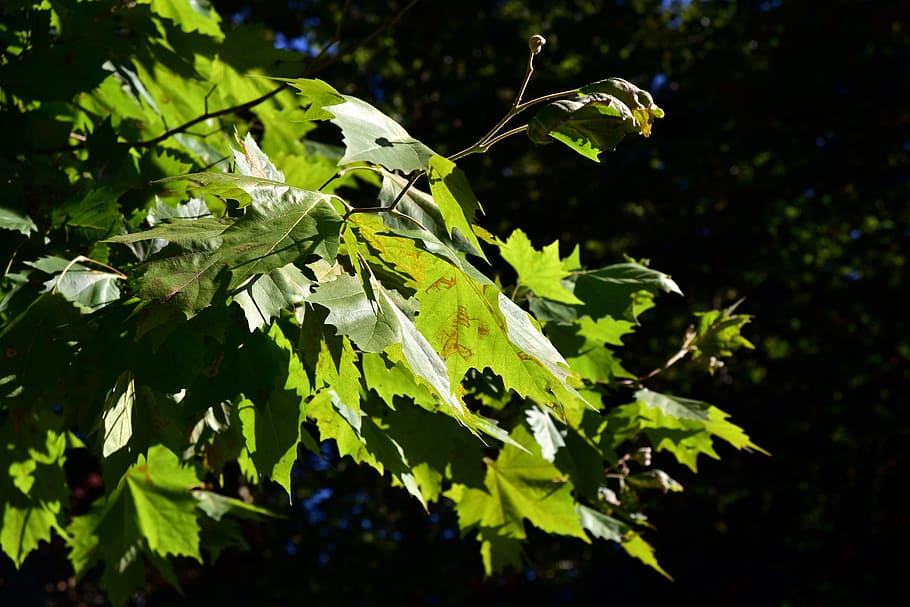 maple, leaves, maple leaves, green, sunlight, bright, autumn HD wallpaper