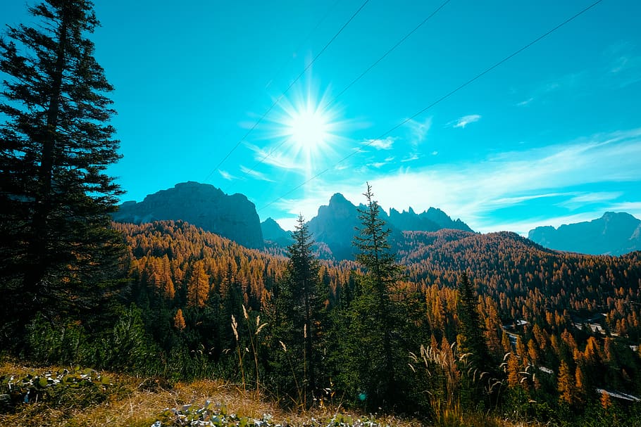 Landscape Photography of Trees, adventure, bright, cable wires HD wallpaper