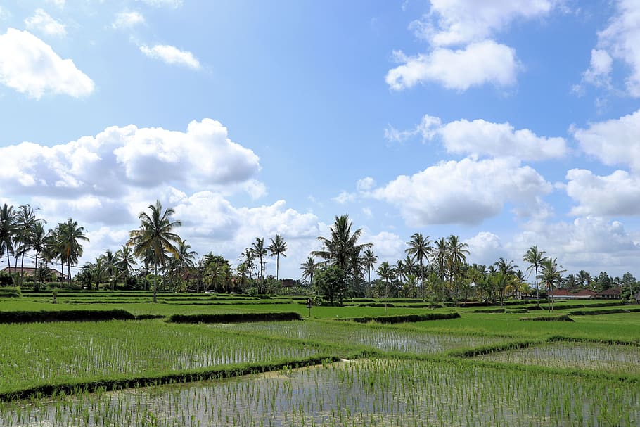 rice, landscape, bali, plant, tree, sky, scenics - nature, environment HD wallpaper
