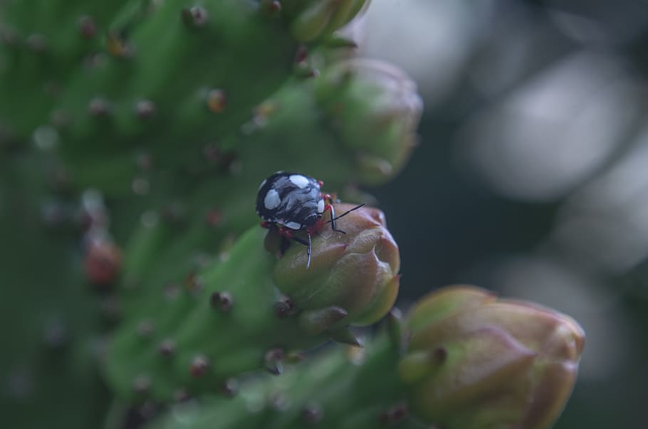 bug, insect, flower, macro, detail, invertebrate, animals in the wild HD wallpaper