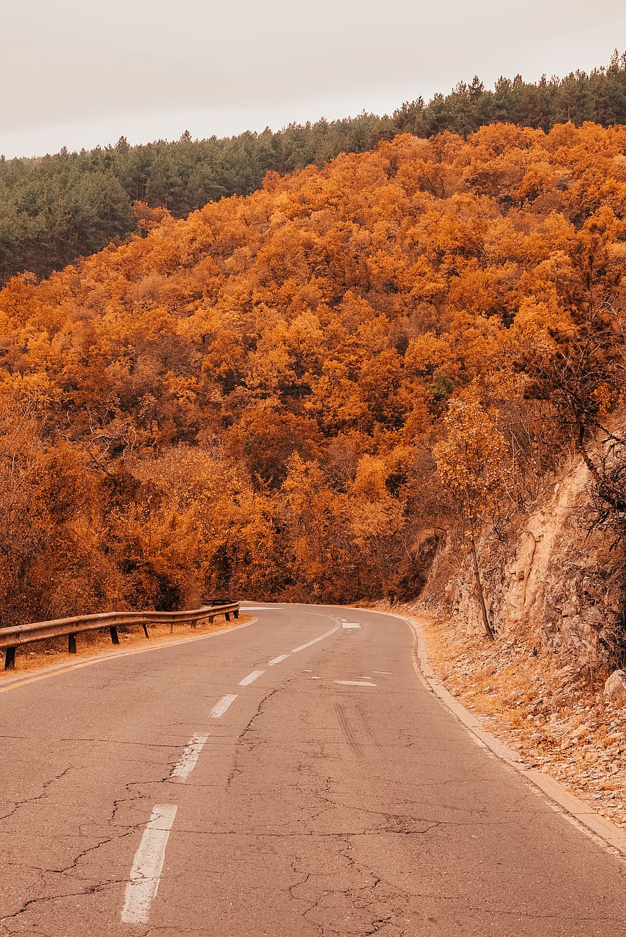 Asphalt Road, forest, trees, woods, plant, the way forward, direction HD wallpaper