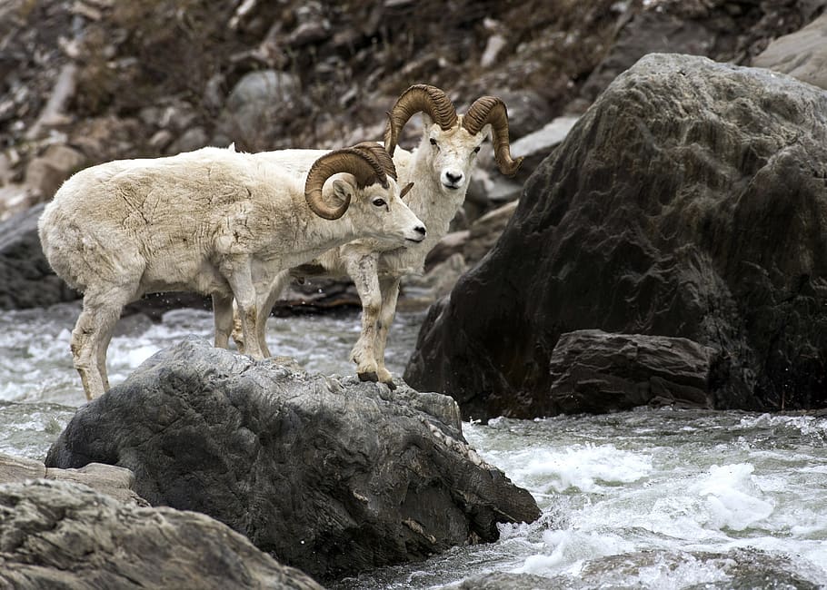 sheep, dall, rams, wildlife, river, rocks, jumping, nature HD wallpaper