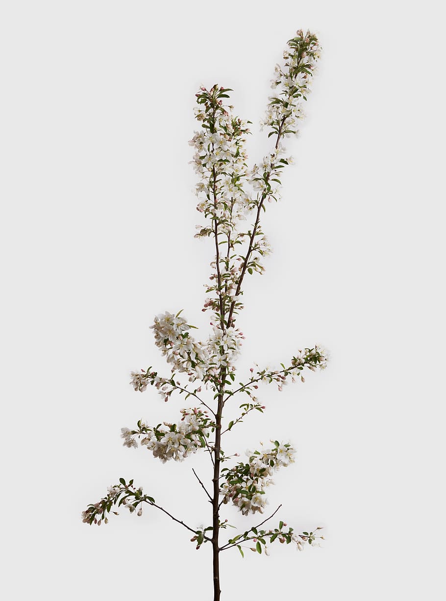 White-petaled Flower, flora, flowering, spring flowers, still life HD wallpaper