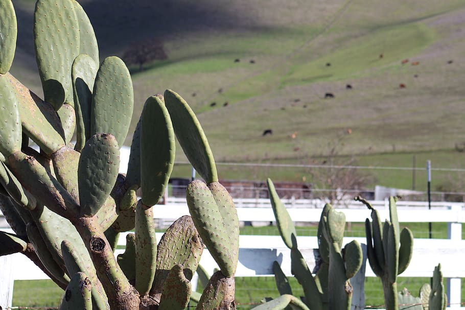 cactus, cacti, plants, green, field, cows, hills, fence, white fence HD wallpaper