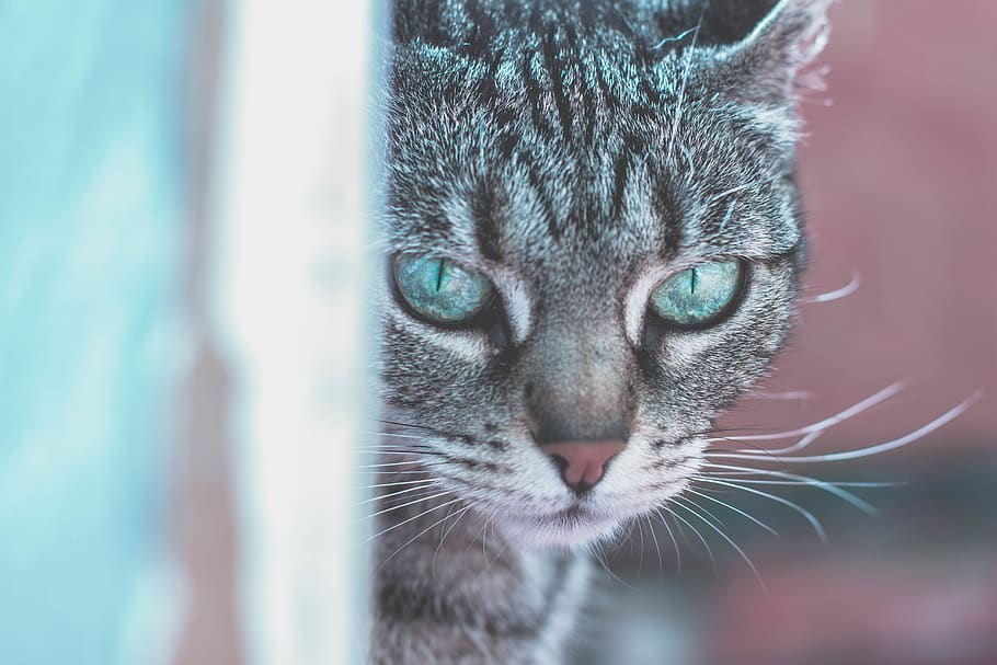animals, cats, pets, domesticated, eyes, adorable, fluffy, cute HD wallpaper
