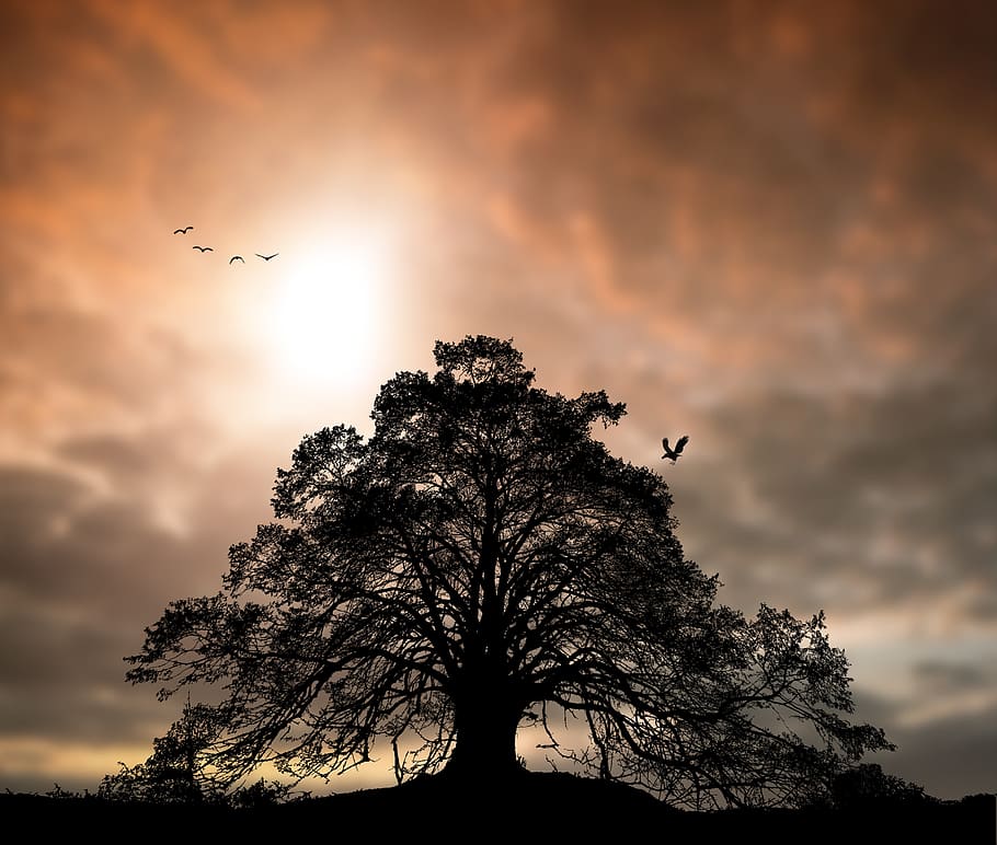tree, sky, nature, landscape, sunset, clouds, dusk, scenic HD wallpaper