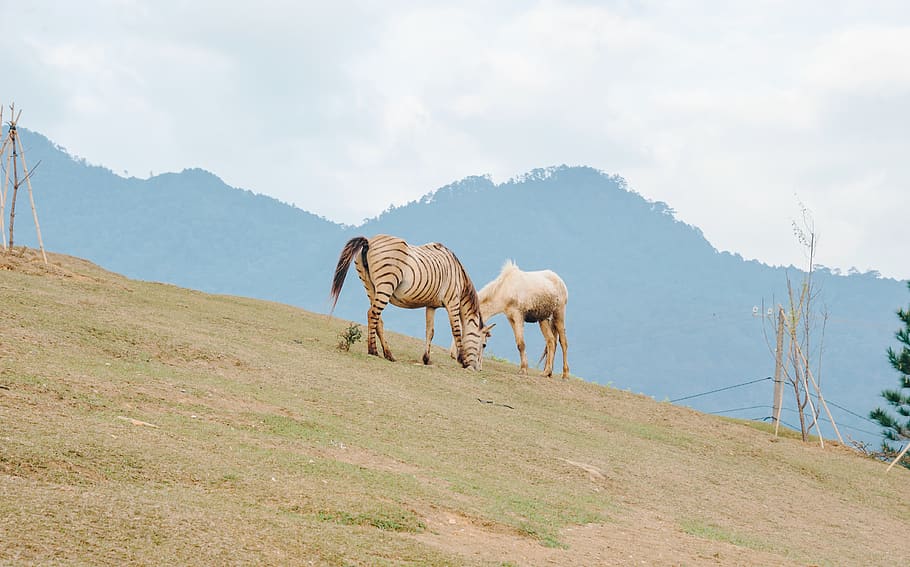 Two Brown Zebra on Green Grass Field, animals, daylight, grassland HD wallpaper