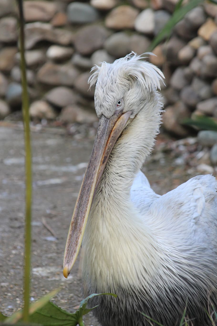 pelican, dalmatian pelican, bird, anguila anguila, beak, bird's head, HD wallpaper