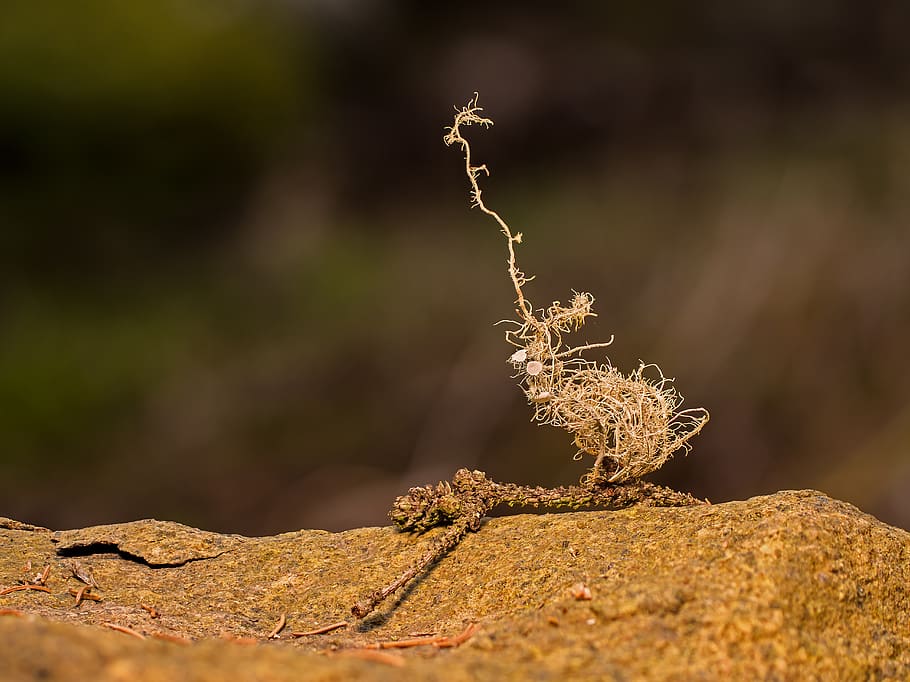 lichen, tree braid, barber's itch, weave, structure, decorative HD wallpaper