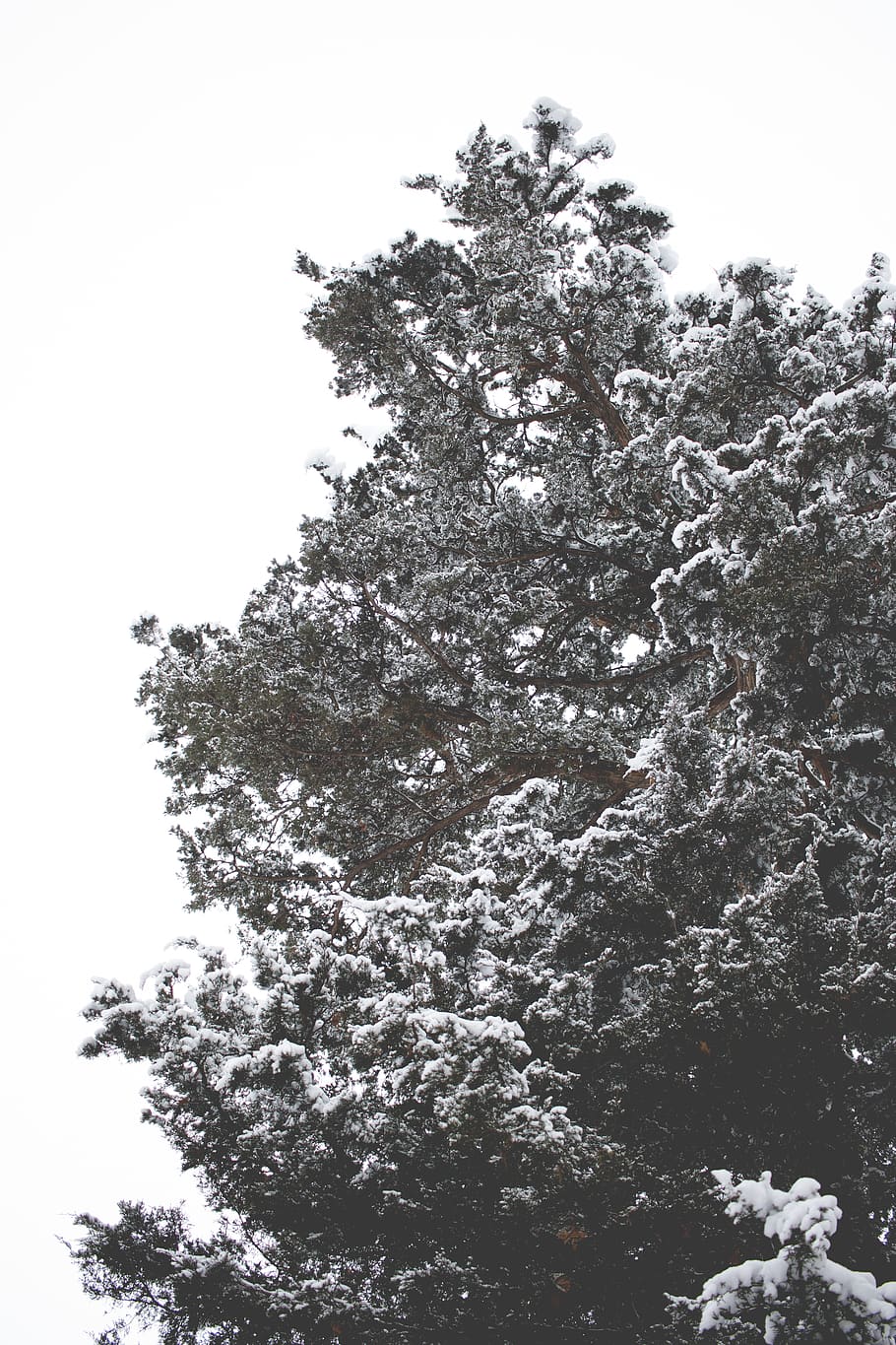 tree covered with snow, plant, ornament, christmas tree, fir HD wallpaper