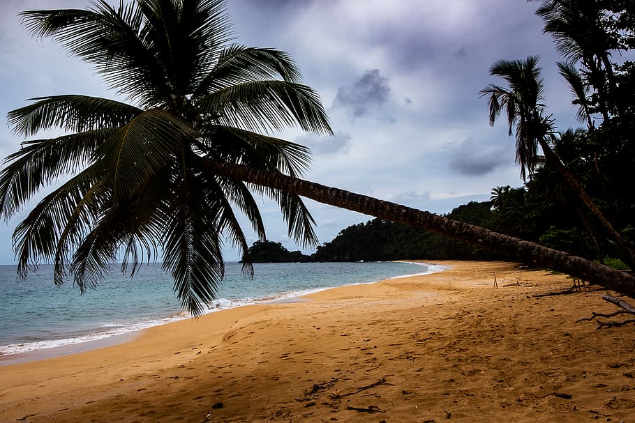 summer, tropical, tree, plant, arecaceae, palm tree, s. tomé e príncipe HD wallpaper