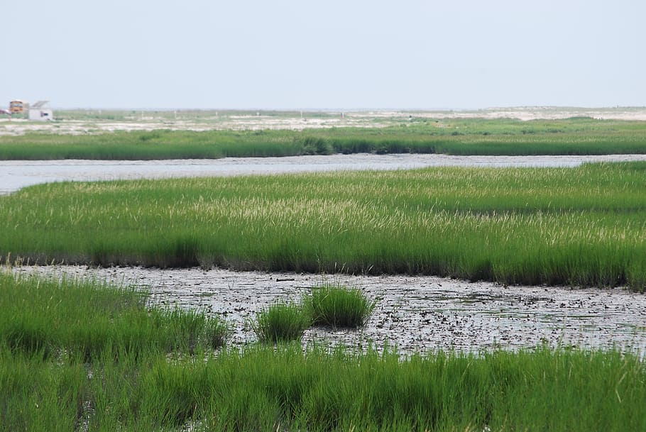 marsh, bay, grasses, shore, water, plant, scenics - nature HD wallpaper