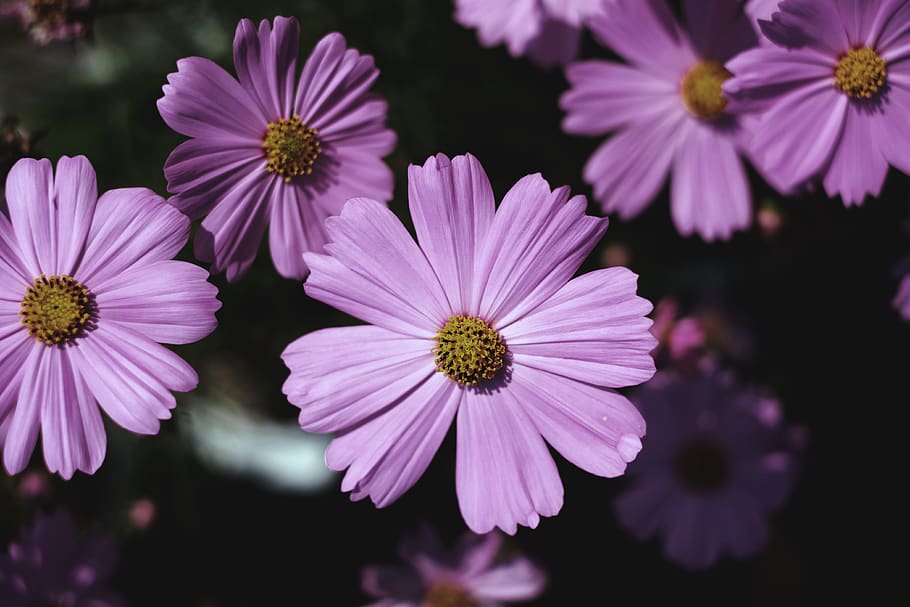 flowering plant, freshness, petal, fragility, vulnerability HD wallpaper
