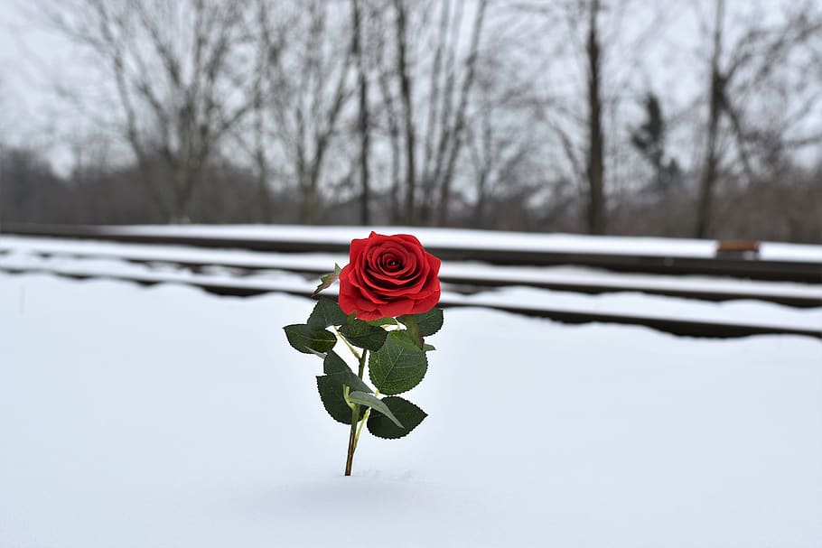 red rose in snow, love symbol, railway, remembering all victims