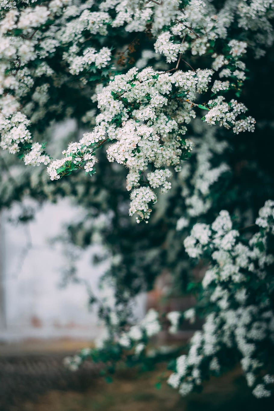 white petaled flower, plant, beauty in nature, growth, freshness HD wallpaper