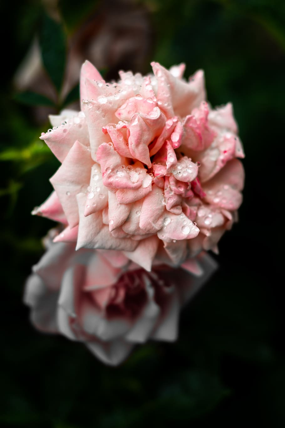 germany, essen, raindrops, rose, flowers, macro, pink, water HD wallpaper