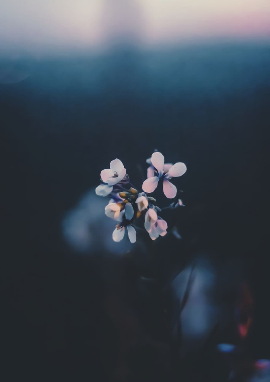 white petaled flowers, freshness, flowering plant, beauty in nature HD wallpaper