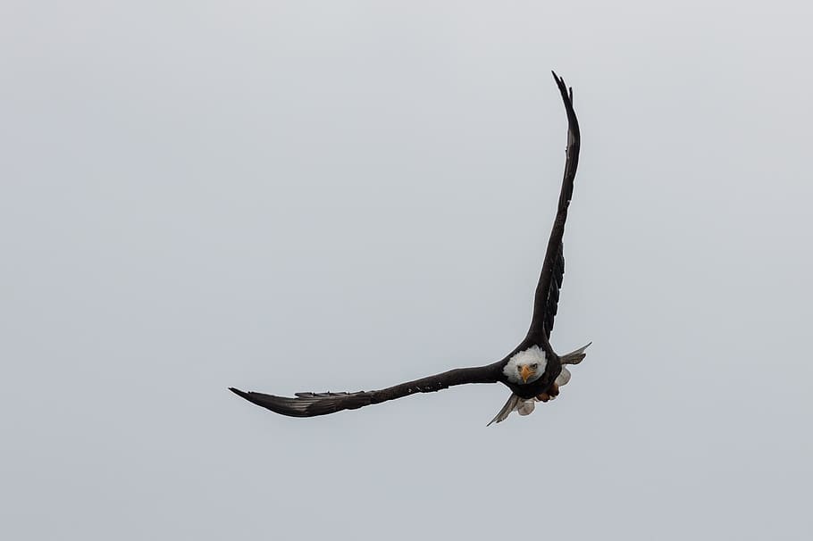 eagle, bald, flying, sky, wings, predator, bird, majestic, yellowstone national park HD wallpaper