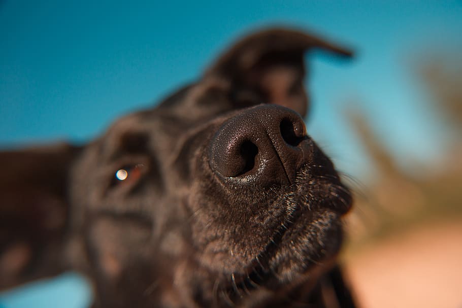close-up of tan dog head, canine, animal, pet, nose, mammal, pug, HD wallpaper