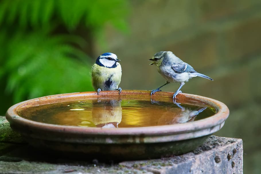 conversation, talk, bird, blue, tit, couple, communication HD wallpaper