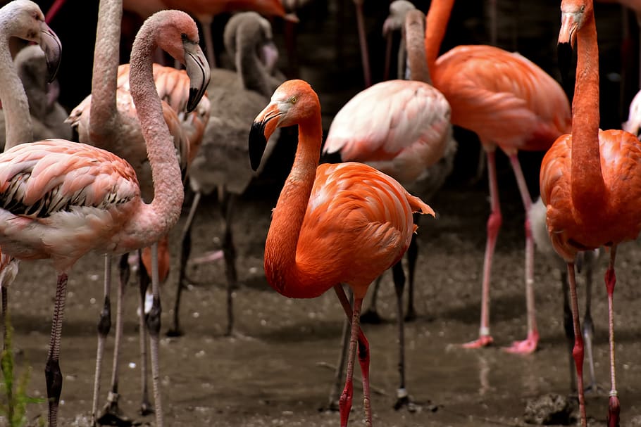 flamingo, bird, colorful, feather, pride, tierpark hellabrunn HD wallpaper