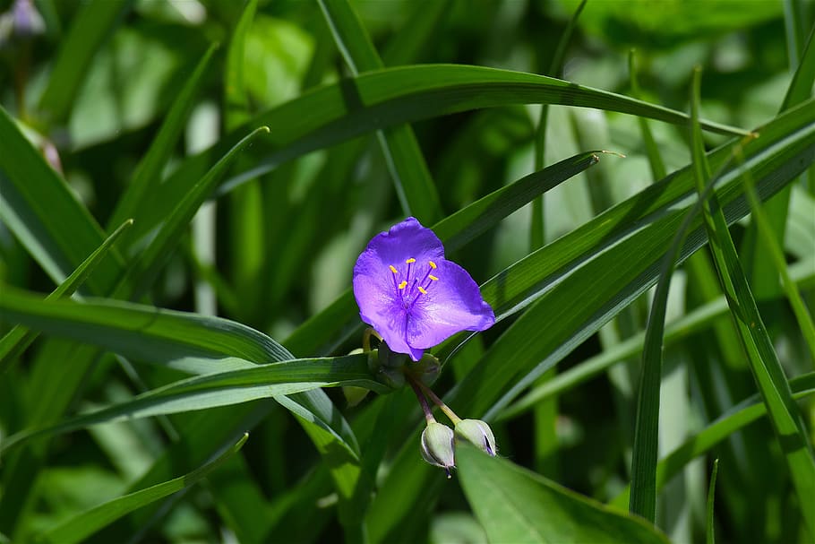 flower, blue, green, bloom, nature, plant, summer, blossom HD wallpaper