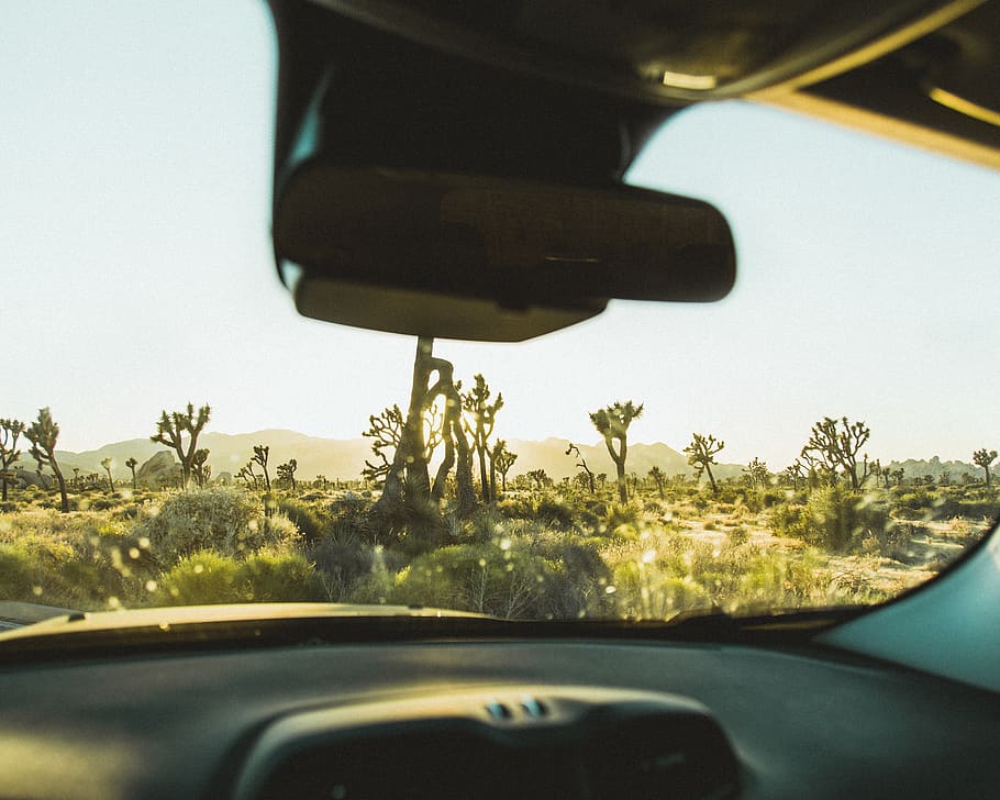 trees, joshua tree, desert, sunset, drive, road trip, driver HD wallpaper