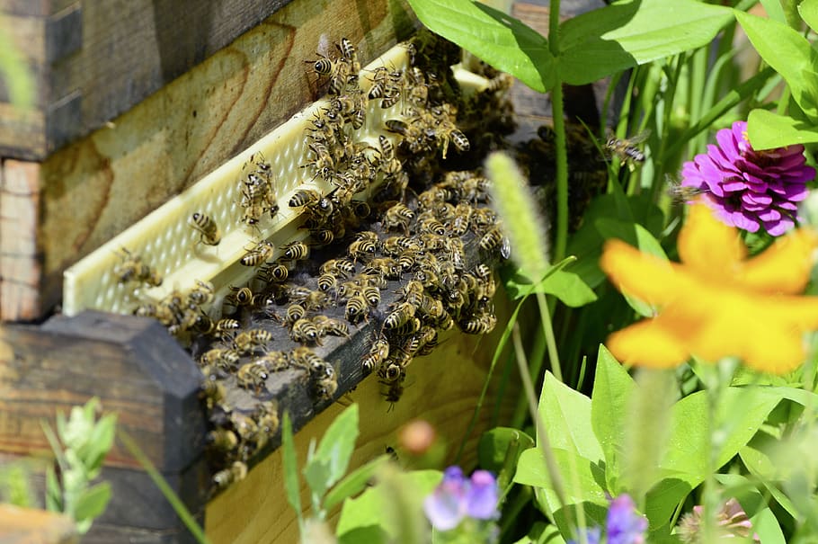 bees, beehive, honey, honey bee, beekeeping, animal, flying, HD wallpaper