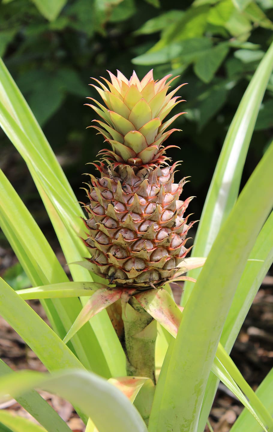pineapple, fruit, plant, tropical, food, nature, organic, healthy HD wallpaper