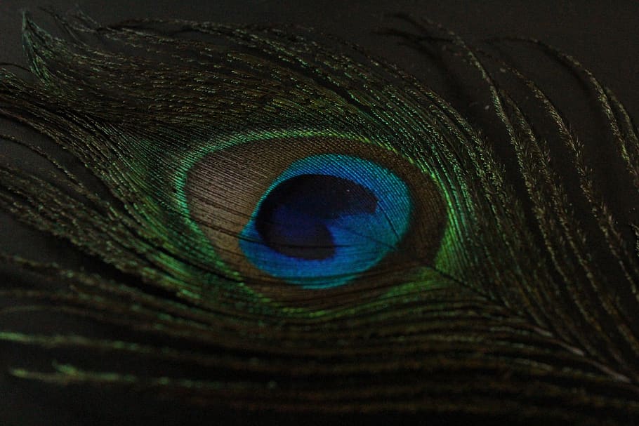HD wallpaper: green and blue peacock feather, close-up, bird, animal, multi  colored | Wallpaper Flare