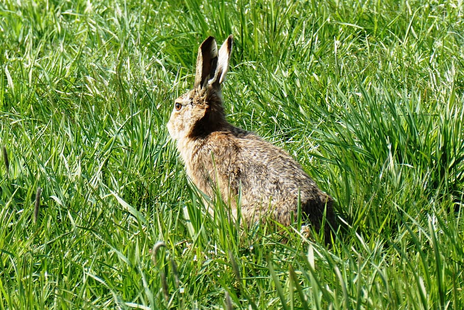 haas, pasture, grass, long ears, meadow, spring, animal themes HD wallpaper