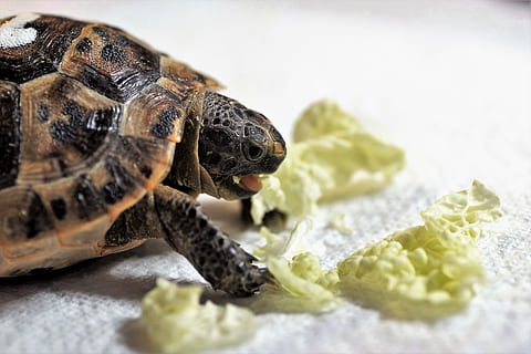 turtle, cub, reptile, terrestrial, greek, tan, tropical, shell HD wallpaper